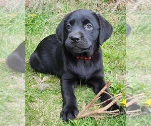 Labrador Retriever Puppy for sale in NEW BEDFORD, MA, USA