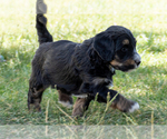Small #2 Bernedoodle (Miniature)