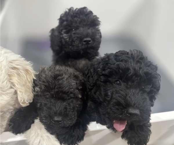 Medium Photo #1 Puli Puppy For Sale in MIDDLETOWN, VA, USA