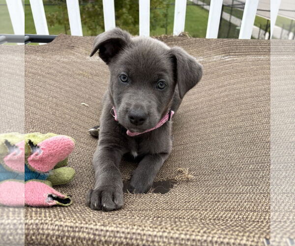 Medium Photo #2 American Pit Bull Terrier-Unknown Mix Puppy For Sale in Fargo, ND, USA