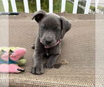 Small #1 American Pit Bull Terrier Mix