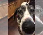 Small #2 Great Dane-Pointer Mix