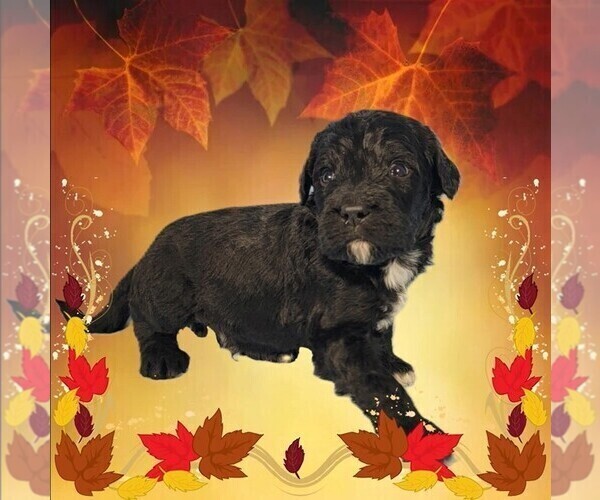 Medium Photo #4 Bernedoodle Puppy For Sale in BLACK FOREST, CO, USA