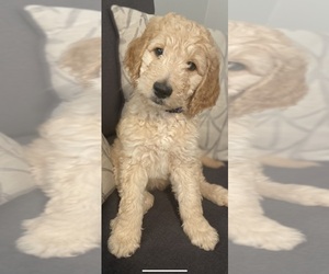 Double Doodle Puppy for sale in SCOTTSDALE, AZ, USA