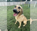 Small #1 Labrador Retriever Mix