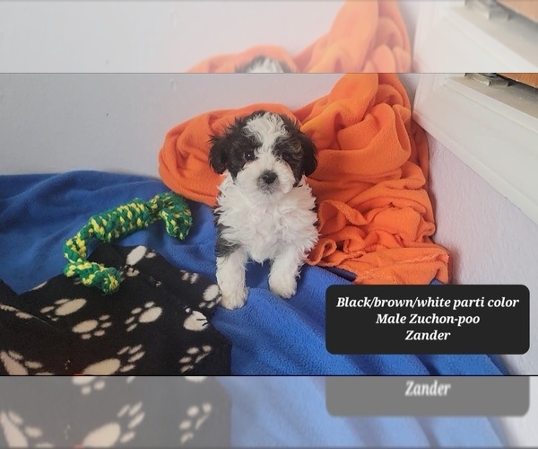 Medium Photo #2 Zuchon Puppy For Sale in TUCSON, AZ, USA