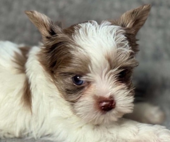 Medium Photo #2 Yorkshire Terrier Puppy For Sale in DAYTON, TX, USA
