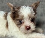 Small #1 Yorkshire Terrier