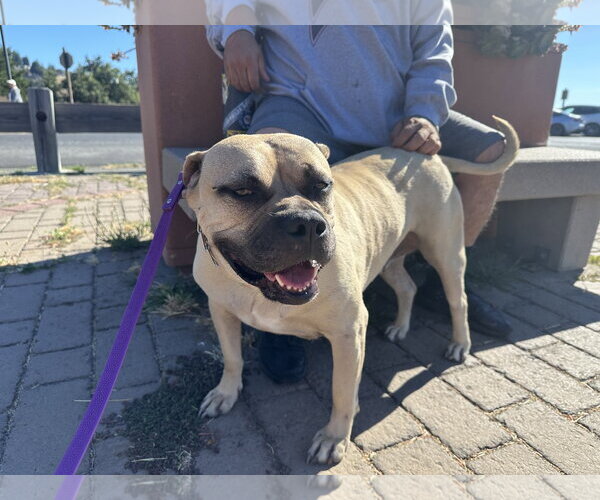 Medium Photo #4 Bullmastiff-Unknown Mix Puppy For Sale in Berkeley, CA, USA