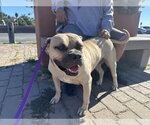 Small #3 Bullmastiff Mix