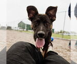 Small #27 American Pit Bull Terrier-German Shepherd Dog Mix