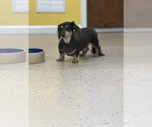 Dachshund Dogs for adoption in York, SC, USA