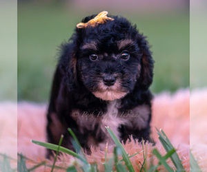 Medium Poodle (Miniature)