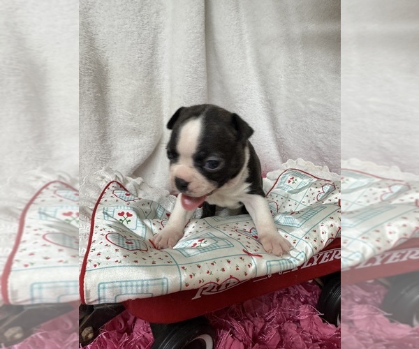 Medium Photo #3 Boston Terrier Puppy For Sale in FREDONIA, KS, USA