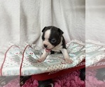 Small #2 Boston Terrier