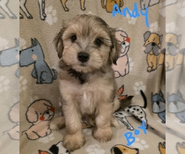 Medium Photo #5 Chizer Puppy For Sale in MONTEZUMA, GA, USA