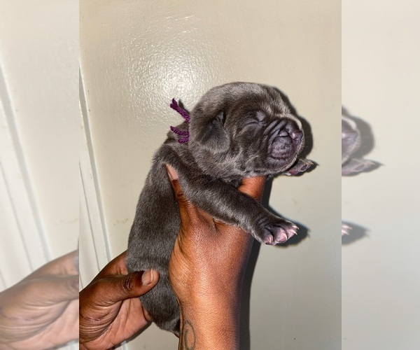 Medium Photo #9 Cane Corso Puppy For Sale in MEMPHIS, TN, USA