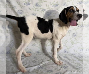 260971  Copeland - Male Beagle Walker Coonhound Dog for Adoption - Photo #2