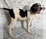 Small #1 Beagle Walker Coonhound