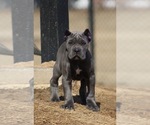 Small Cane Corso
