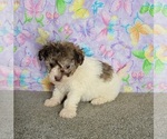 Small Photo #3 Havanese Puppy For Sale in SHAWNEE, OK, USA