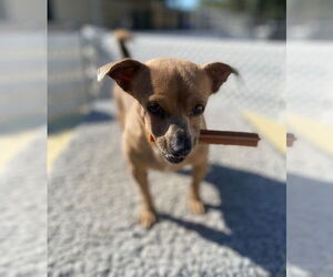 Chihuahua-Unknown Mix Dogs for adoption in La Verne, CA, USA