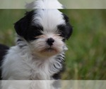 Small #1 Shih Tzu