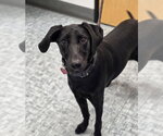 Small Labrador Retriever