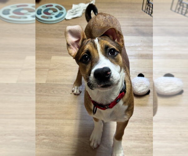 Medium Photo #3 Mutt Puppy For Sale in Gloversville, NY, USA