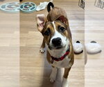 Small #2 Mutt