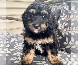 Bernedoodle-Poodle (Miniature) Mix Puppy for sale in LANCASTER, PA, USA