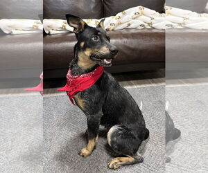 Mutt Dogs for adoption in Emmett, ID, USA