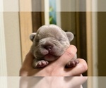 Small #4 French Bulldog