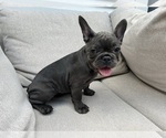 Small #1 French Bulldog