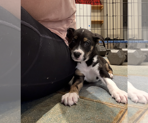 Medium Photo #7 Mutt Puppy For Sale in Rockville, MD, USA