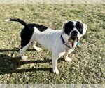 Small Photo #2 American Bulldog Puppy For Sale in New Albany, OH, USA