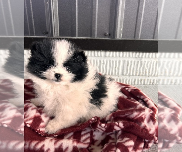 Medium Photo #3 Pomeranian Puppy For Sale in MIDDLEBURY, IN, USA