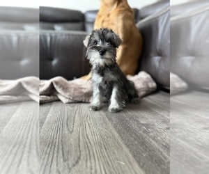 Schnauzer (Miniature) Puppy for sale in MARTINSVILLE, IN, USA