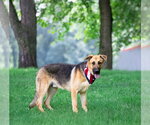 Small #3 German Shepherd Dog Mix