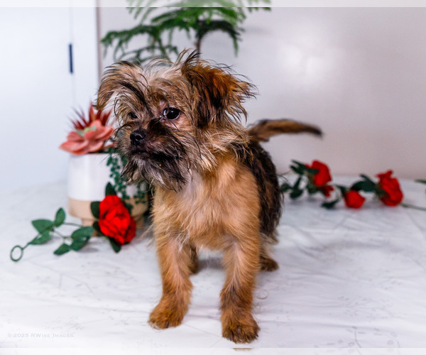 Medium Photo #32 Shorkie Tzu Puppy For Sale in WAKARUSA, IN, USA