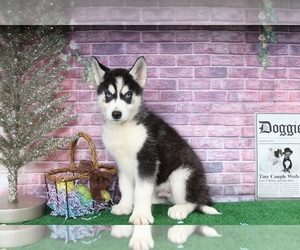 Siberian Husky Puppy for sale in BEL AIR, MD, USA