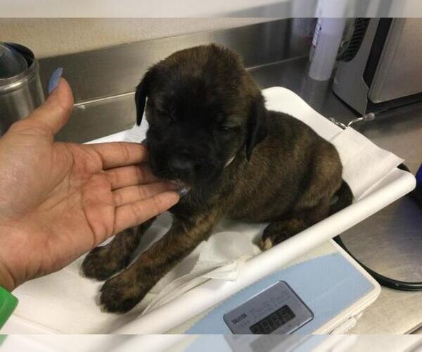 Medium Photo #2 Australian Shepherd-German Shepherd Dog Mix Puppy For Sale in Riverside, CA, USA