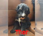 Small Photo #2 Bernedoodle Puppy For Sale in INDIANAPOLIS, IN, USA