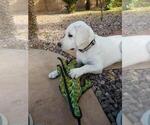 Small #15 Labrador Retriever