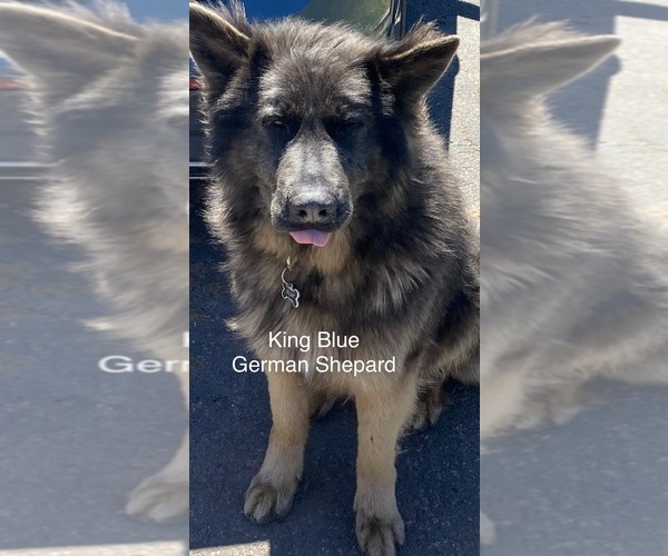 Medium Photo #1 Cane Corso-German Shepherd Dog Mix Puppy For Sale in Souris, Prince Edward Island, Canada