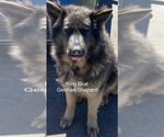 Small Photo #1 Cane Corso-German Shepherd Dog Mix Puppy For Sale in Souris, Prince Edward Island, Canada