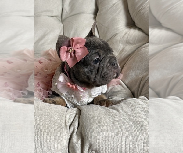 Medium Photo #3 French Bulldog Puppy For Sale in MC GRAW, NY, USA