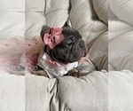 Small #2 French Bulldog