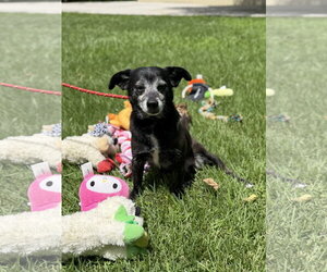 RAHEEM - Male Chihuahua Dog for Adoption - Photo #4