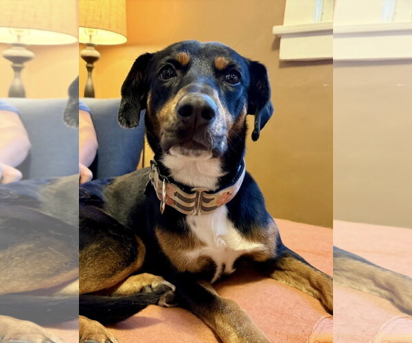 Medium Photo #5 Australian Kelpie-Coonhound Mix Puppy For Sale in Littleton, CO, USA